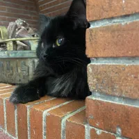 میکش پرشین و بریتیش