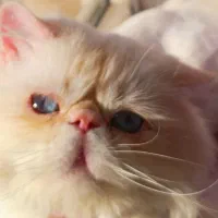 واگذاری گربه ای پرشین فلت