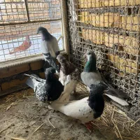 ۵ تا کفتر|پرنده|خرمآباد, |دیوار