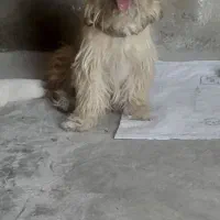 پامرخشگل