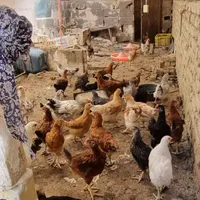 جوجه مرغ گلپایگانی(خانگی)|حیوانات مزرعه|مشهد, توس|دیوار