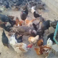 فروش تخم نطفه دار بوقلمون و غاز و مرغ|حیوانات مزرعه|دزفول, |دیوار