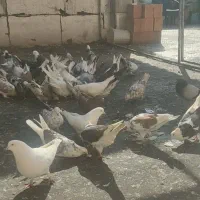 فروش کبوتر