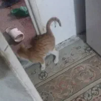 گربهرایگان