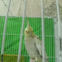 عروس هلندی