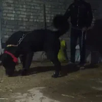 واگذاری نر قدرجونی