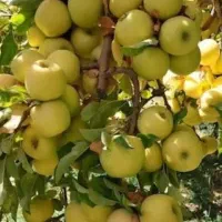 فروش باغ سیب