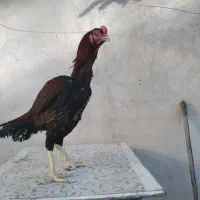 خروس لاری|حیوانات مزرعه|شیراز, محراب|دیوار