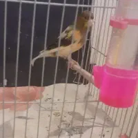 قناری رسمی بلندقرص معاوظه باامپلی ماشین|پرنده|محمدشهر, شهرک پیام (مهرالبرز)|دیوار