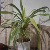 گل پاندانوس