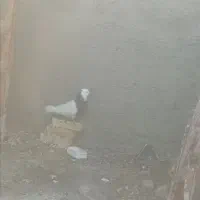 پرنده|پرنده|شوشتر, |دیوار