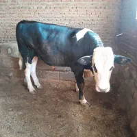 فروش گوساله نر