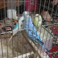 سه تا مرغ عشق