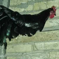 خروس
