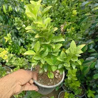 شمشاد و ترون|گل و گیاه طبیعی|کرج, ملک‌آباد|دیوار