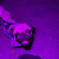 فروش سگ نژاد پاگ