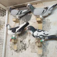 کبوتر ابلق سیاه الماسی پلاکی ۸تایی طوقی بهبهانی