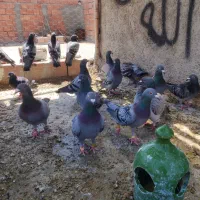 کبوتر آلمانی.