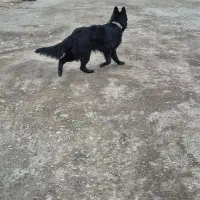 سگ ژرمن  بلک گمشده|حیوانات|محمدشهر, ولدآباد|دیوار