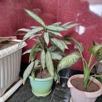 گل طبیعی و خانگی درجه یک