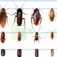 سمپاشی انواع سوسک ساس حشرات