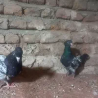 کبوتر  کله و کله دم