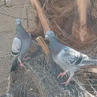 یک جفت پلاکی