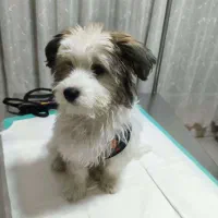 واگذاری|سگ|شاهین‌شهر, خانه کارگر|دیوار