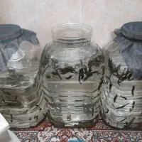 کار در منزل ( نگهداری زالو )