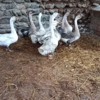 قو غاز|حیوانات مزرعه|کردکوی, |دیوار