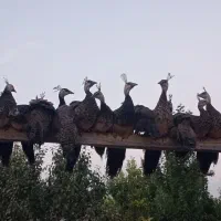 جوجه طاووس