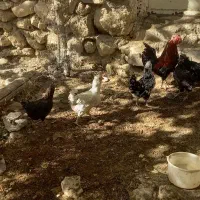 مرغ خروس گلین لری