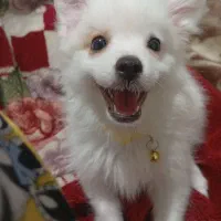 آشپیتز پامر|سگ|رشت, آتشگاه|دیوار