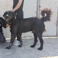 قهدریجانی سگ نگهبان