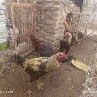 ۴عدد خروس لاری