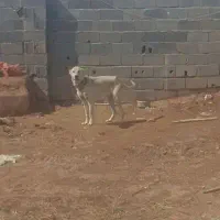 سگ از حیاط