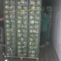 کلم بروکلی،گل کلم،کاهو پیچ(آیس برگ)صادراتی و داخلی|خوردنی و آشامیدنی|کرج, شهرک صنعتی بهارستان|دیوار