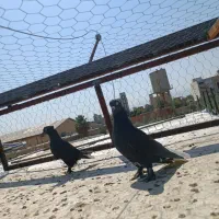 کفتر دمب سفید|پرنده|شیراز, دباغ خانه|دیوار