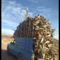 خریدار ریشه درخت و چوب ساختمانی