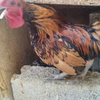 خروس چهل تاج|حیوانات مزرعه|تهران, نعمت‌آباد|دیوار