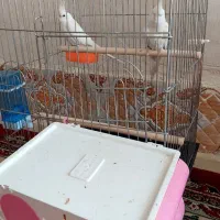 عروس هلندی|پرنده|مرودشت, شهرک مهدیه|دیوار