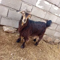 بز تیشتر بیگ|حیوانات مزرعه|شوشتر, |دیوار