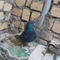 پرنده گمشده