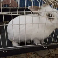 خرگوش نژاد مینیاتوری همراه  قفس