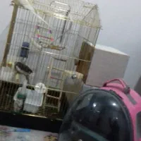 عروس هلندی مولد|پرنده|اقبالیه, |دیوار