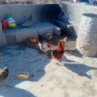 خروس|حیوانات مزرعه|ایجرود, |دیوار