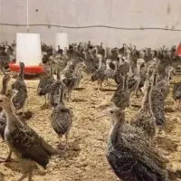 جوجه بوقلمون یک روزه تا یکماهه