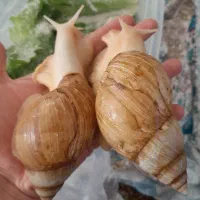 حلزون پرورشی مولد و درمانی|خزنده|سنندج, |دیوار