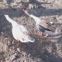 یه جفت غاز نرو ماده