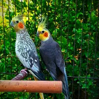 عروس هلندی ـ کوتوله برزیلی